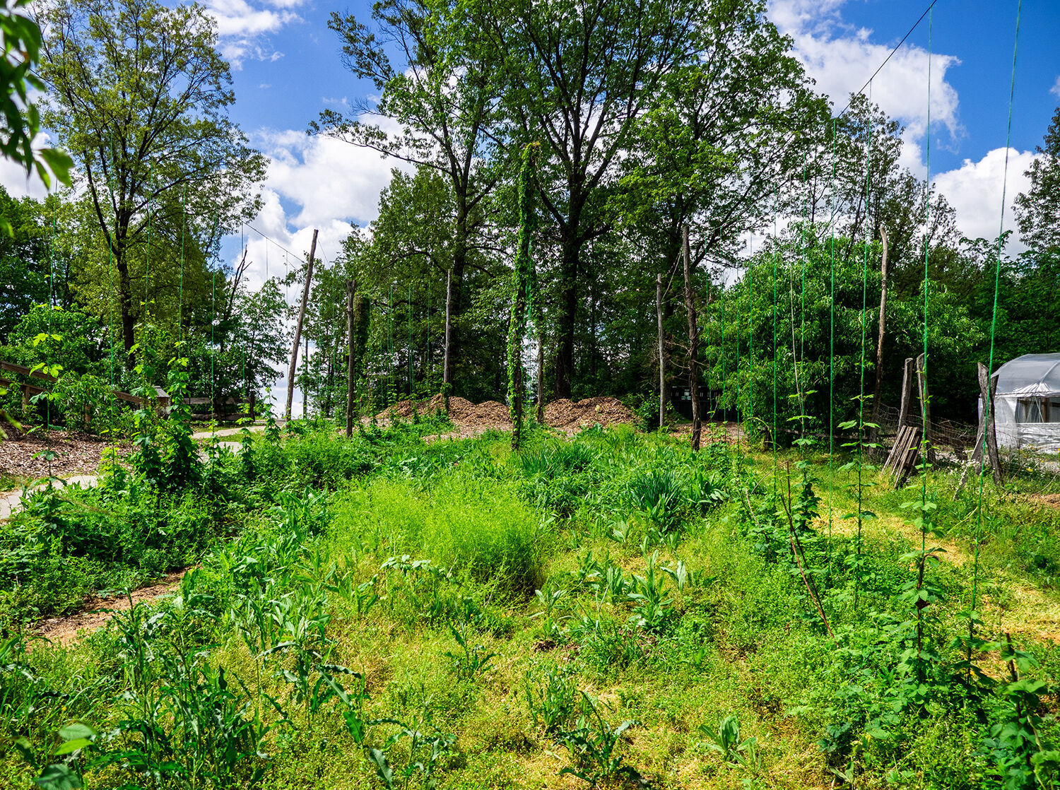 Scratch - garden